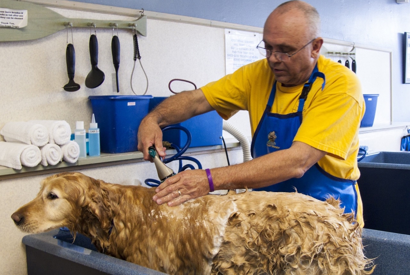 toiletteur-LE CASTELLET-min_dog-bath-682169_1280